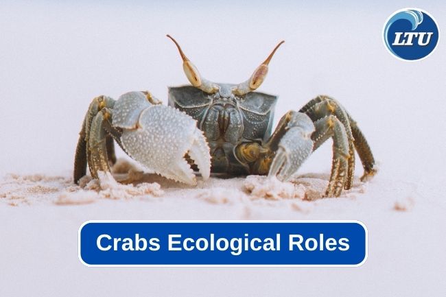 The Important Roles of Crabs in Marine Ecosystems